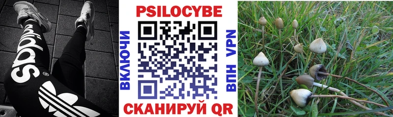 Псилоцибиновые грибы Psilocybe  где продают наркотики  Йошкар-Ола 